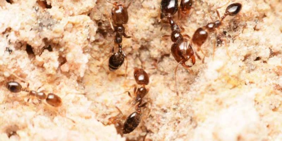 العلماء اكتشفوا قدرات عالية لدى النمل على تذكر إحداثيات مساكنه (شترستوك)