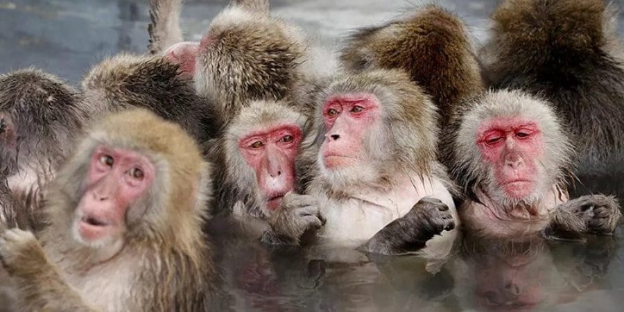 قرود المكاك | تعبيرية