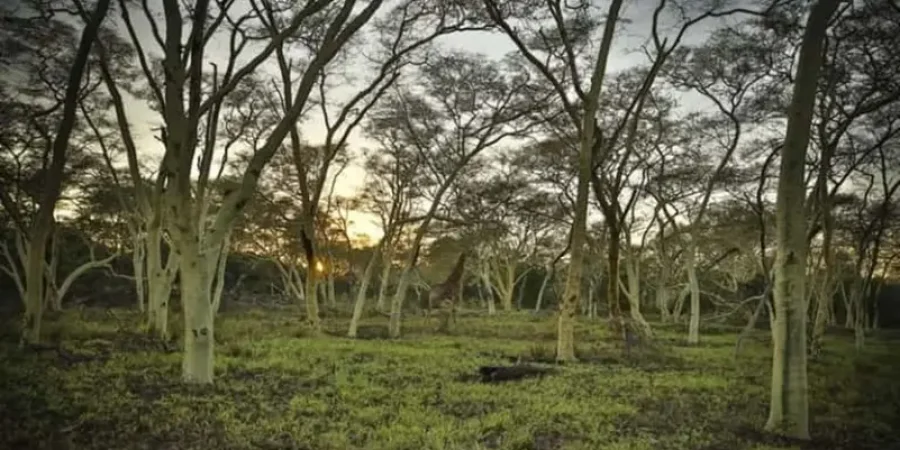 هل تمتلك عيون الصقر؟ إذًا حاول العثور على الزرافة.