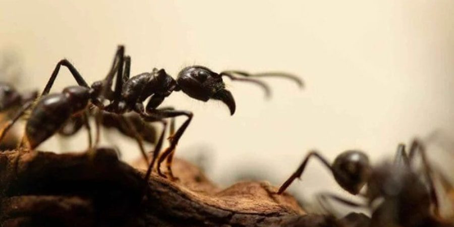 النمل أكثر فاعلية من الكلاب في شم الخلايا السرطانية البشرية (مواقع إلكترونية)