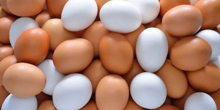 بيض (أيستوك)