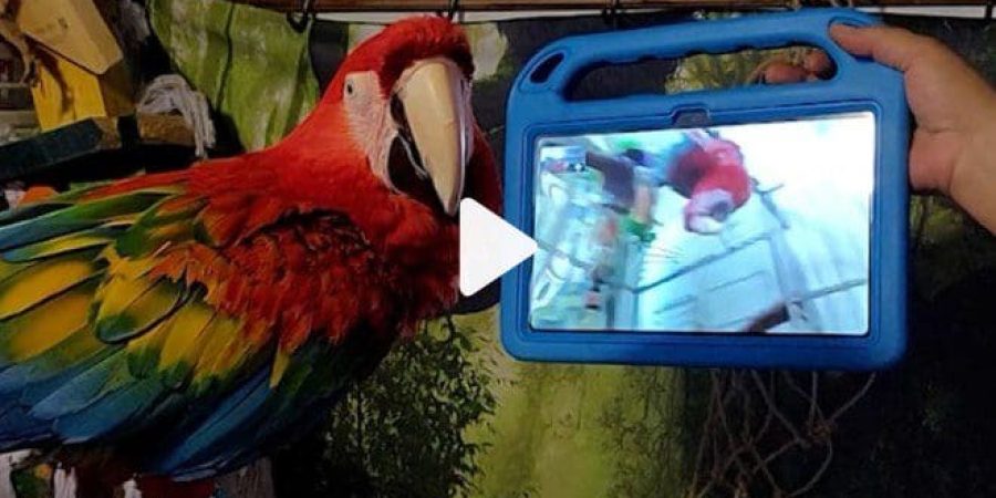 ببغاوات تجري مكالمات فيديو مع غيرها من الببغاوات