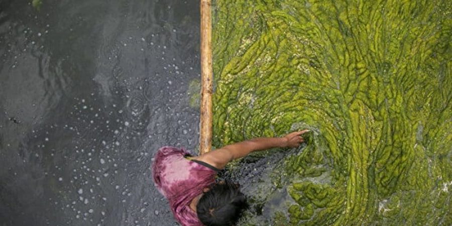 عامل نيبالي ينظف الطحالب في بركة كمال بوخاري في كاتماندو