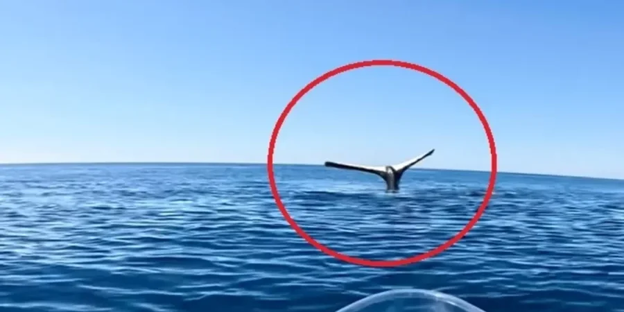 ذيل الحوت يظهر على سطح الماء