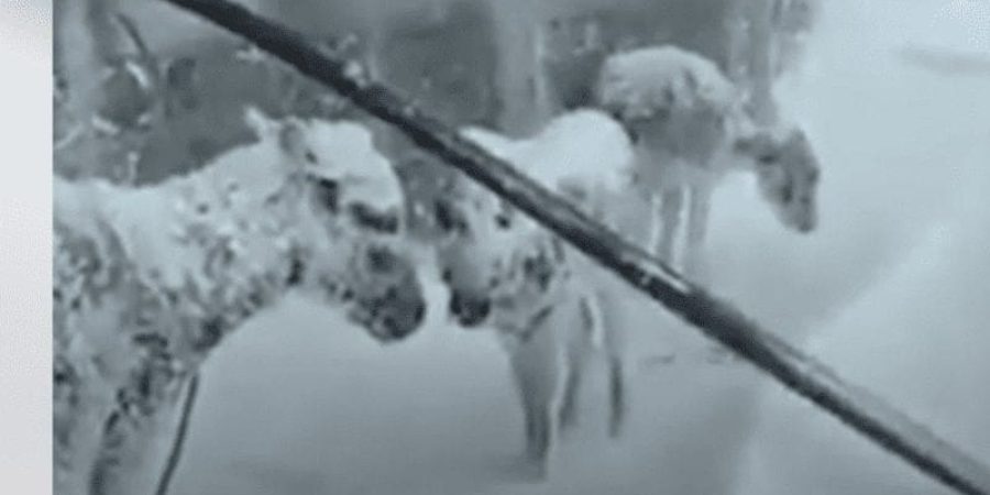 من مقطع الفيديو | التأمل