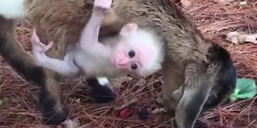 من مقطع الفيديو