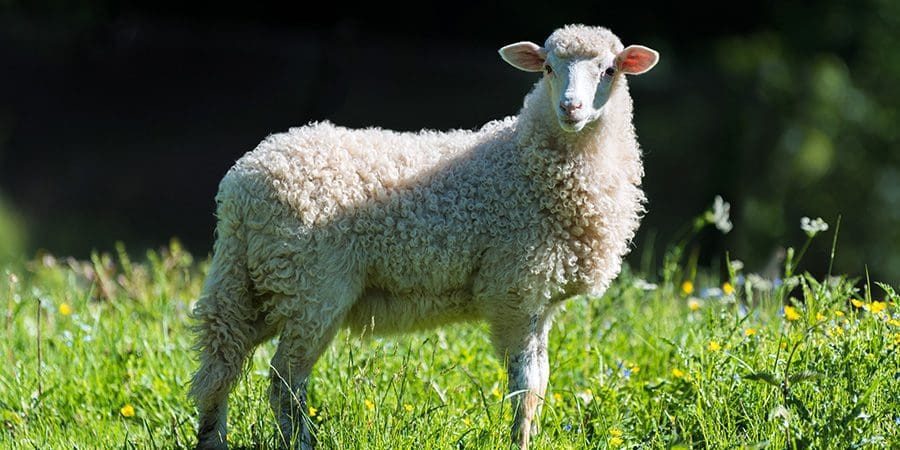 خروف العيد، تعبيرية