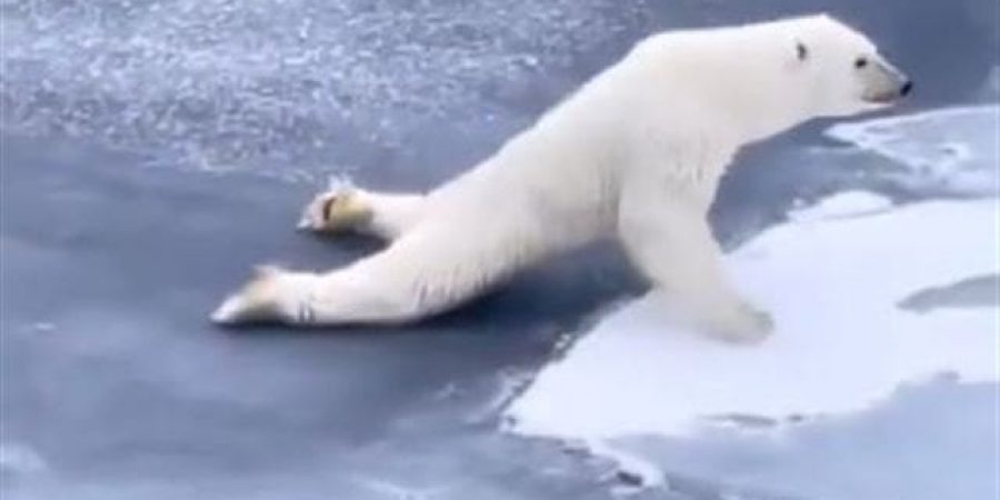 من مقطع الفيديو