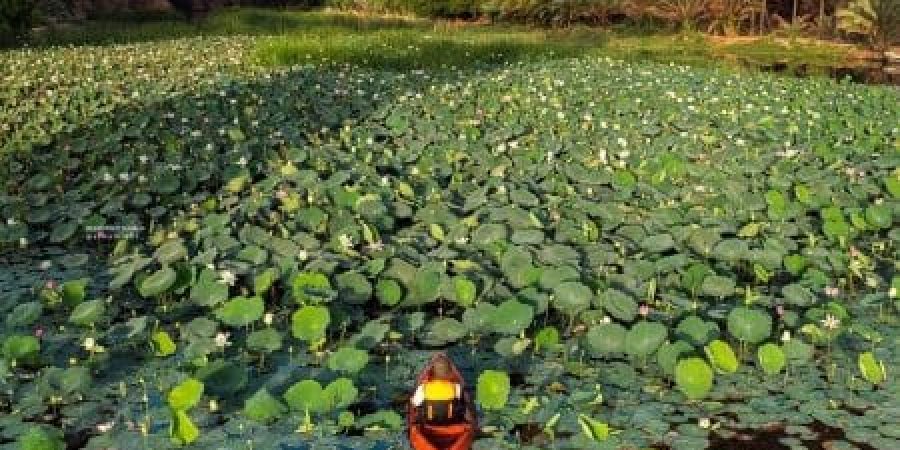 أزهار اللوتس أزهار اللوتس