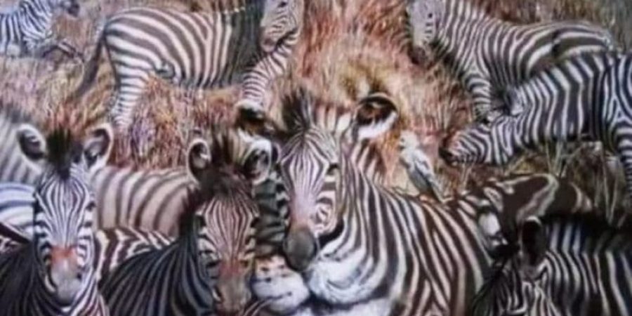 ماذا رأيت للوهلة الأولى في الصورة؟