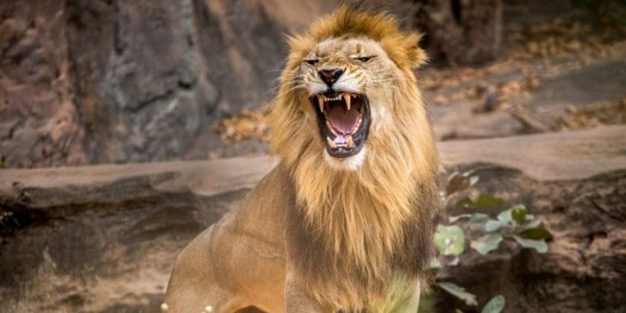 أسد - تعبيرية