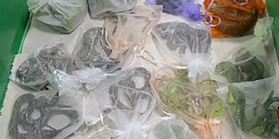 الزواحف التي تم ضبطها مع الرجل