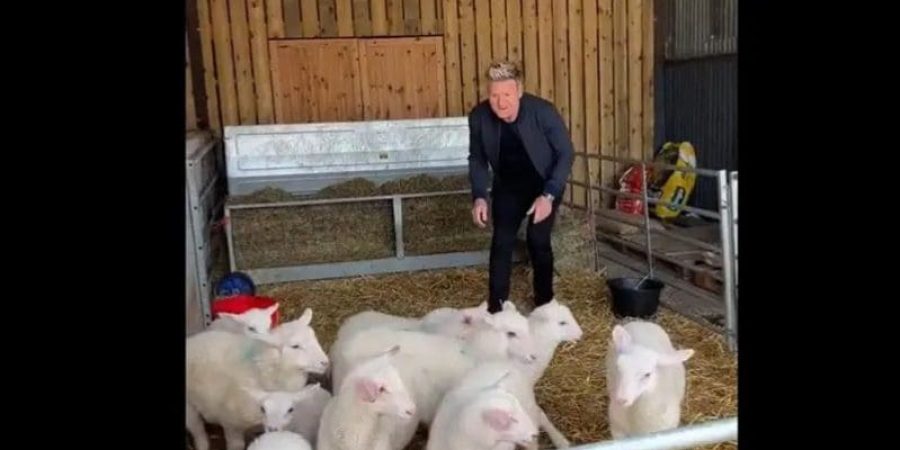 مقطع من فيديو رامزي وهو يتحدث للخراف - من حسابه على تيك توك