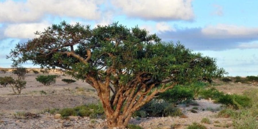 شجرة اللبان