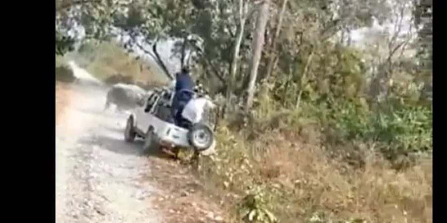 من فيديو هجوم وحيد القرن على السيارة