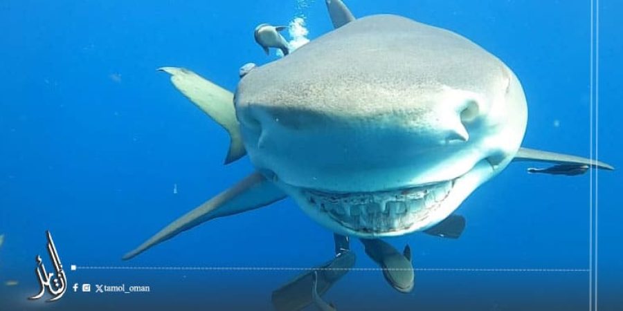 لمدة 3 أشهر: لا تصاريح لـ (تصدير، استيراد، إعادة تصدير) أسماك القرش