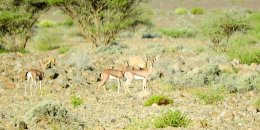 محمية حديقة السليل الطبيعية