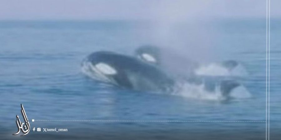 تنبيه حول المقطع المتداول لغوص شخص لتصوير حوت الأوركا بمسقط